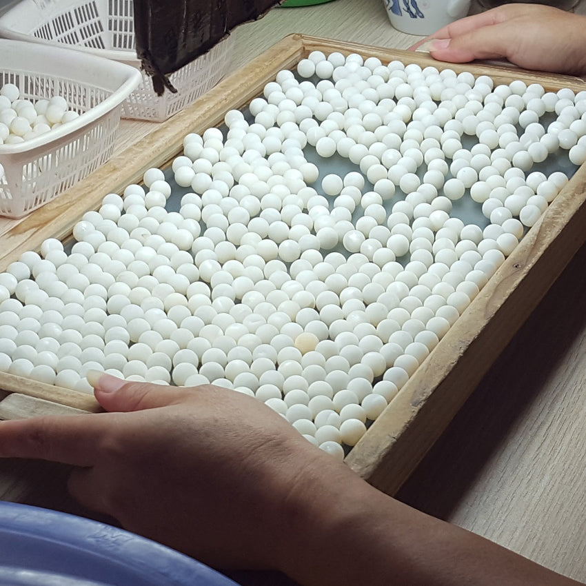 珍珠核 - 福井真珠珍珠知識分享
