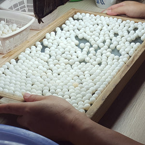 珍珠核 - 福井真珠珍珠知識分享